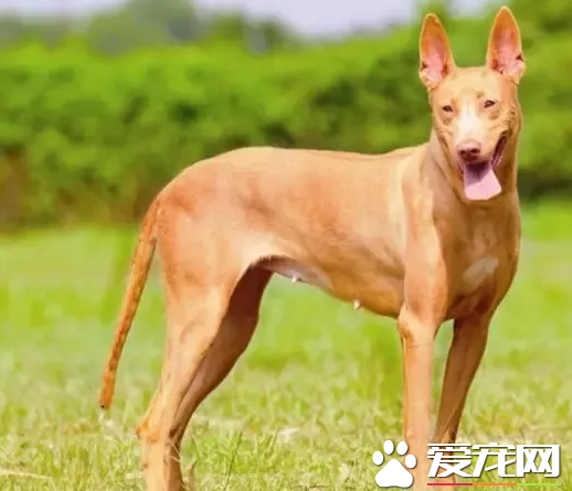 法老王獵犬有什麼用 法老王獵犬可以狩獵