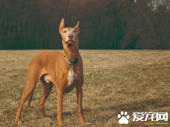 法老王獵犬有什麼用 法老王獵犬可以狩獵