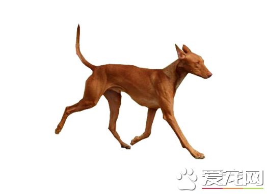 法老王獵犬速度多少 沒有專人測試總之非常快