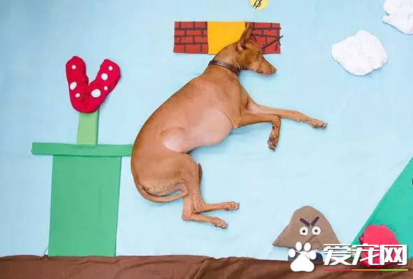 法老王獵犬速度多少 沒有專人測試總之非常快