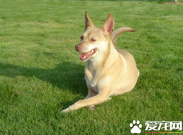 法老王獵犬能抓兔子麼 是能夠抓捕兔子的