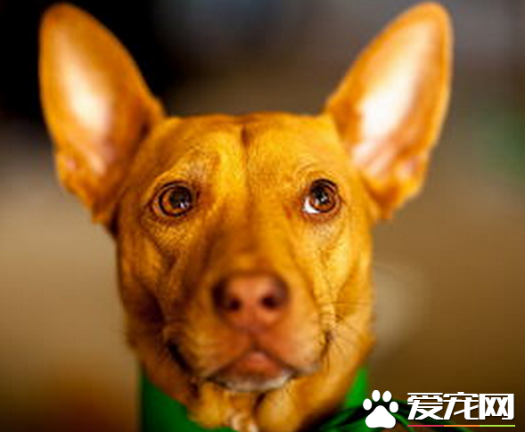 法老王獵犬能打獵嗎 法老王獵犬是能夠打獵的