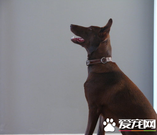 法老王獵犬掉毛程度 掉毛程度幾乎沒有