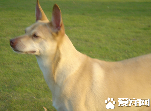 法老王獵犬掉毛程度 掉毛程度幾乎沒有