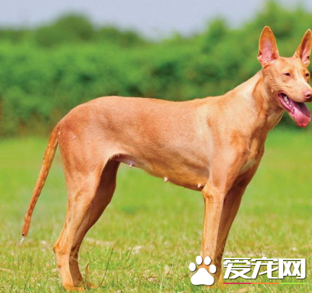 法老王獵犬打獵 法老王獵犬屬於視覺獵犬