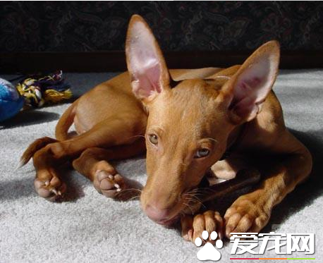 法老王獵犬打獵 法老王獵犬屬於視覺獵犬