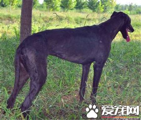 靈缇幼犬能喝骨頭湯嗎 靈缇幼犬可以喝骨頭湯