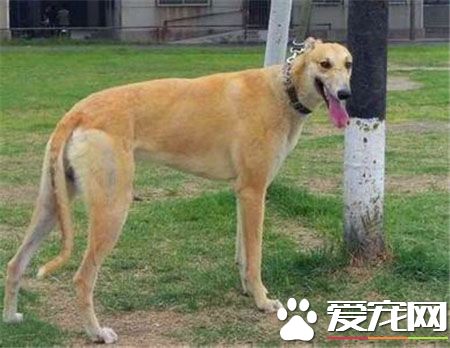 靈缇幼犬能喝骨頭湯嗎 靈缇幼犬可以喝骨頭湯