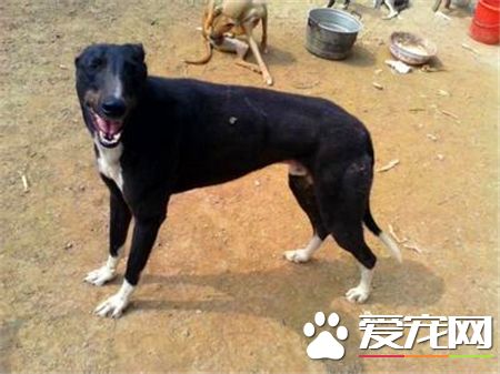 靈缇幼犬幾個月長成年 1歲半左右發育完成