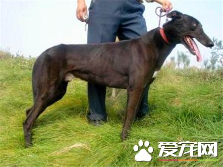 靈缇幼犬幾個月長成年 1歲半左右發育完成