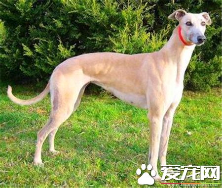 靈缇幼犬能喝骨頭湯嗎 靈缇幼犬可以喝骨頭湯