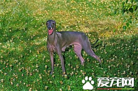 靈缇幼犬幾個月長成年 1歲半左右發育完成