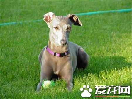 靈缇喂養 3個月以內的每日要喂4到5頓