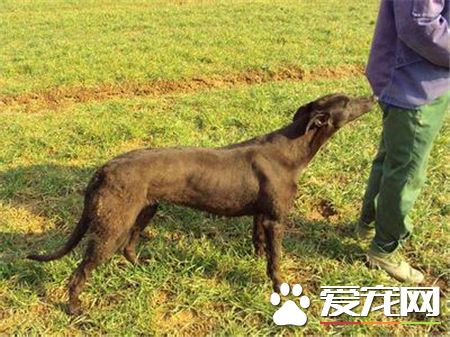 靈缇喂養 3個月以內的每日要喂4到5頓