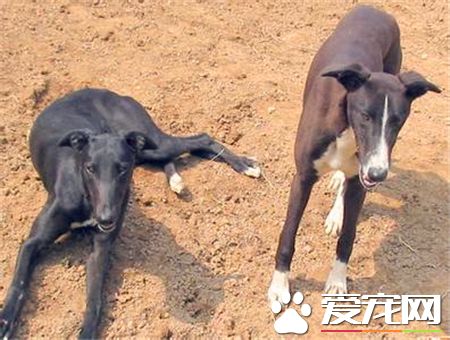 靈缇喂養 3個月以內的每日要喂4到5頓