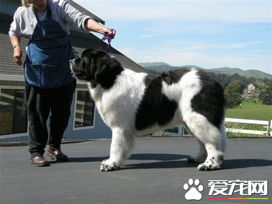 紐芬蘭犬有攻擊性嗎 紐芬蘭的性格是怎樣