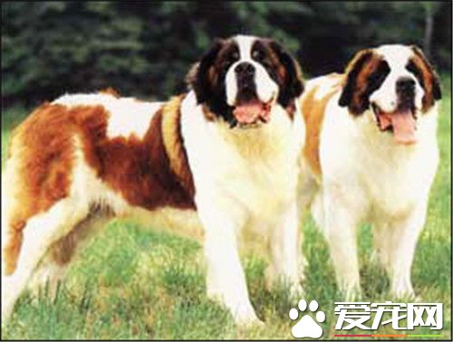 聖伯納犬會咬人嗎 聖伯納犬不會咬人的