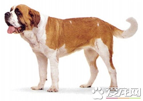 聖伯納犬會咬人嗎 聖伯納犬不會咬人的