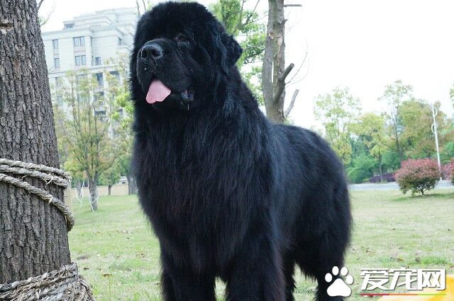 紐芬蘭犬有多大 公犬的平均身高為71厘米