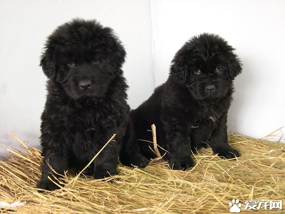 紐芬蘭犬有多大 公犬的平均身高為71厘米