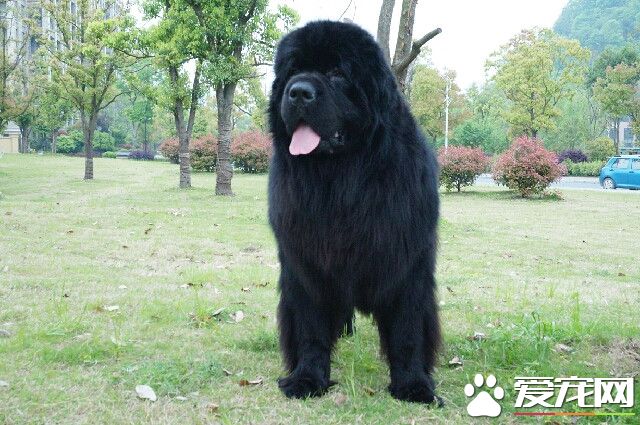 紐芬蘭犬優缺點 即不笨拙也沒有壞脾氣
