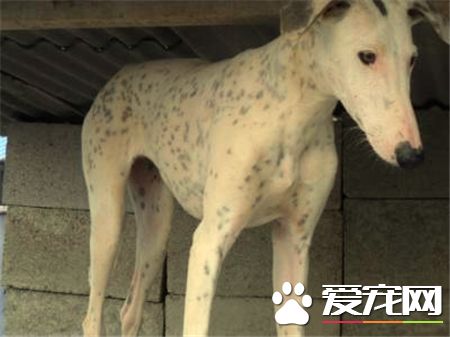 靈缇犬滿月怎樣喂食 靈缇犬正確的進食習慣