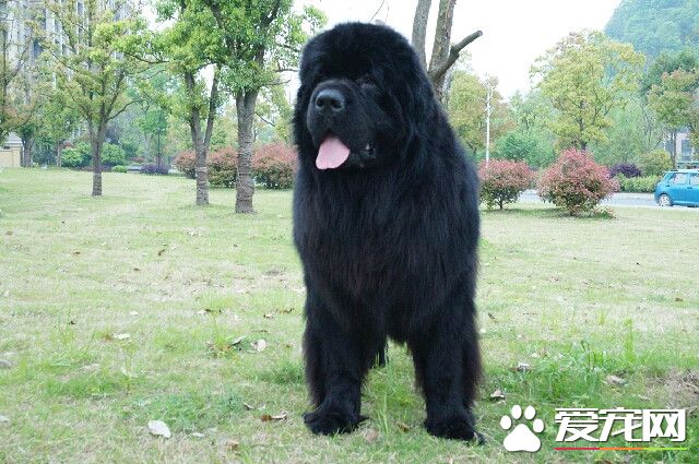 紐芬蘭犬優缺點 即不笨拙也沒有壞脾氣