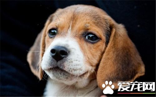 比格犬打獵怎麼樣 比格犬易於訓練和抓捕