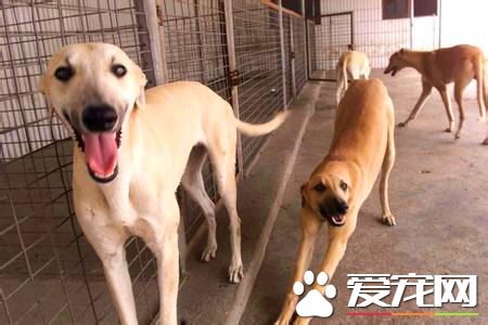 靈缇犬滿月怎樣喂食 靈缇犬正確的進食習慣