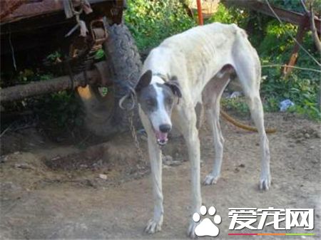 靈缇犬滿月怎樣喂食 靈缇犬正確的進食習慣
