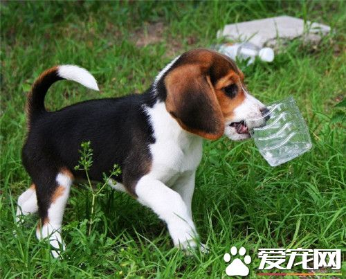 比格犬打獵怎麼樣 比格犬易於訓練和抓捕