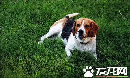 比格犬打獵怎麼樣 比格犬易於訓練和抓捕