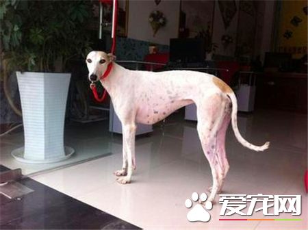 靈缇犬的介紹 標准靈缇犬的外表特征