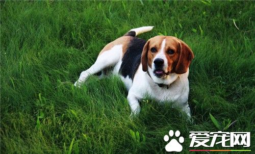 比格犬打架厲害嗎 比格犬其實並不凶