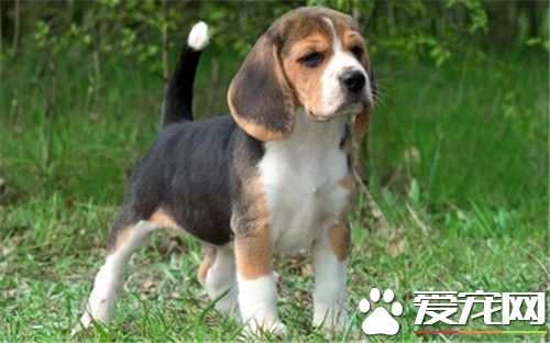 比格犬打架厲害嗎 比格犬其實並不凶