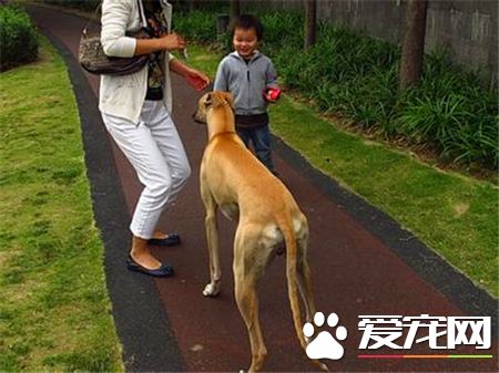 靈缇犬的介紹 標准靈缇犬的外表特征