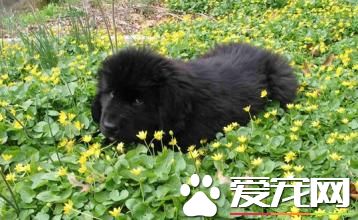 紐芬蘭犬一頓吃多少 四到六個月每天至少喂3次