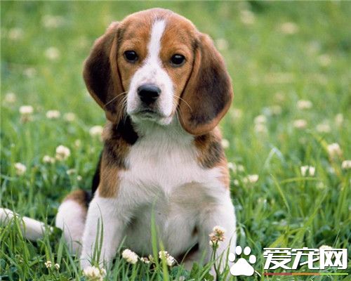 比格犬吃青菜嗎 比格犬吃素的情況及建議