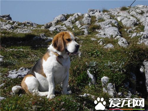 比格犬吃青菜嗎 比格犬吃素的情況及建議