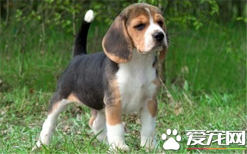 比格犬吃青菜嗎 比格犬吃素的情況及建議