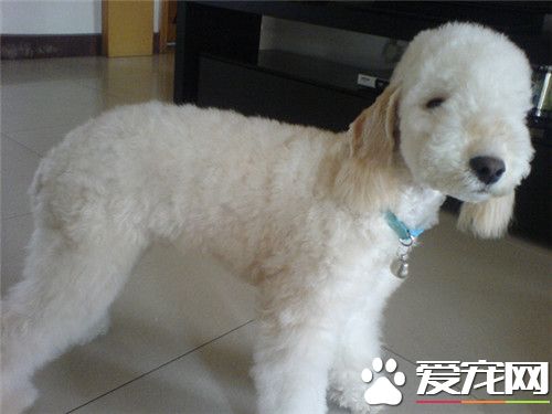 貝靈頓梗算大型犬嗎 貝靈頓梗犬是中型犬