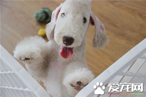 貝靈頓梗壽命 貝靈頓梗通常能達到十四五年