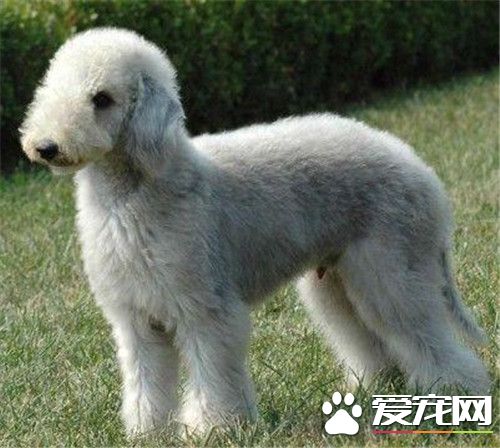貝靈頓梗是禁養犬嗎 貝靈頓梗為什麼禁養