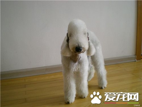 貝靈頓梗什麼顏色貴 所有顏色價格都差不多