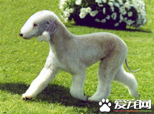 貝靈頓梗什麼顏色貴 所有顏色價格都差不多