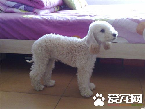 貝靈頓梗身長 成年雄性肩高41到43厘米