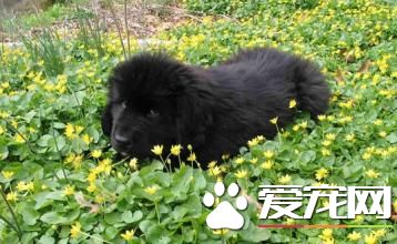 紐芬蘭犬要吃多少 幼犬每天至少喂4次