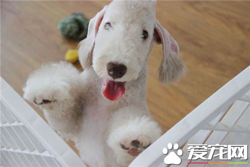 貝靈頓梗如何修剪 貝靈頓梗怎麼美容