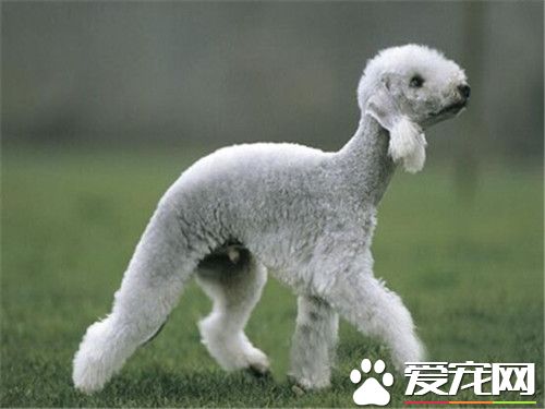 貝靈頓梗犬顏色 顏色有藍色肝色或淡黃棕色