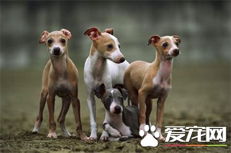 靈缇和細狗的區別 區別在尾巴和耳朵上的毛